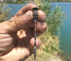 Lindenia tetraphylla