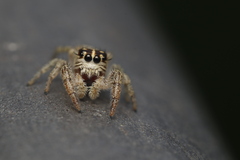 Macaroeris nidicolens