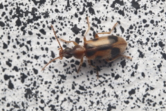 Notoxus monoceros