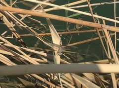 Lindenia tetraphylla