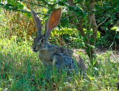 Lepus alleni