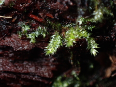 Pseudotaxiphyllum elegans