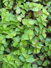Callisia repens