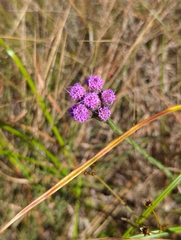 Carphephorus pseudoliatris
