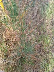Spartium junceum