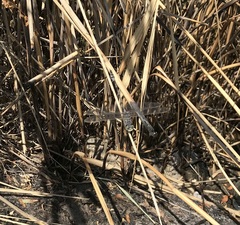 Lindenia tetraphylla