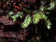Pseudotaxiphyllum elegans