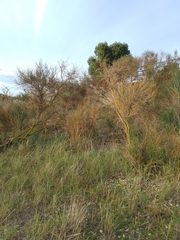 Spartium junceum