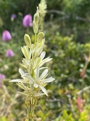 Ornithogalum narbonense