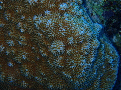 Montipora