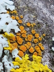 Athallia pyracea