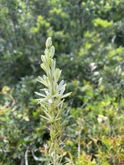 Ornithogalum narbonense