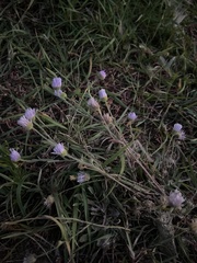 Erigeron divergens
