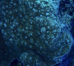 Montipora