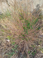 Spartium junceum