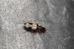 Dromius quadrimaculatus