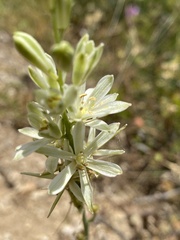 Ornithogalum narbonense