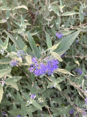 Caryopteris