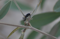 Camponotus sericeus