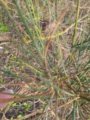 Spartium junceum