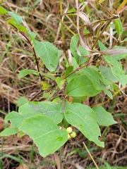 Symphoricarpos occidentalis