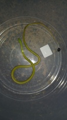 Philothamnus natalensis