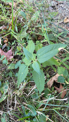 Chromolaena odorata