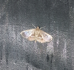 Herpetogramma luctuosalis