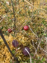 Vaccinium oxycoccos