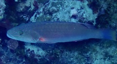 Oxycheilinus digramma