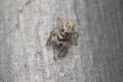 Macaroeris nidicolens