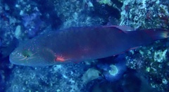 Oxycheilinus digramma