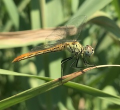 Sympetrum tibiale