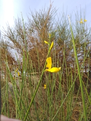 Spartium junceum