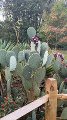 Opuntia tunoidea