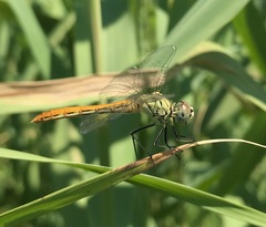 Sympetrum tibiale