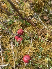 Vaccinium oxycoccos