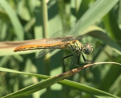 Sympetrum tibiale