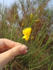 Spartium junceum