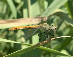 Sympetrum tibiale