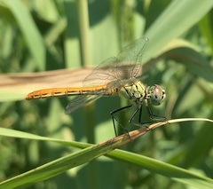 Sympetrum tibiale