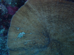 Podabacia sinai