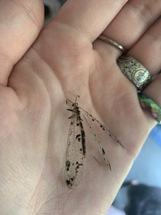 Dendroleon obsoletus