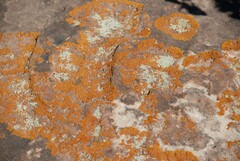 Polycauliona candelaria