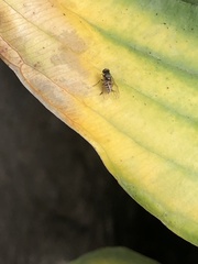 Lindneromyia dorsalis