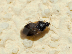 Anthocoridae