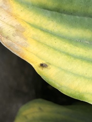 Lindneromyia dorsalis