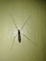 Amphineurus