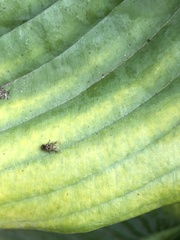 Lindneromyia dorsalis