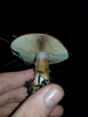 Cortinarius mucosus